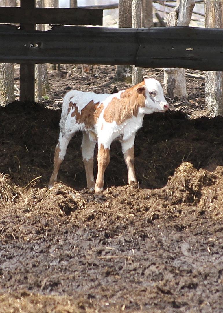 Second calf and first heifer of the season....