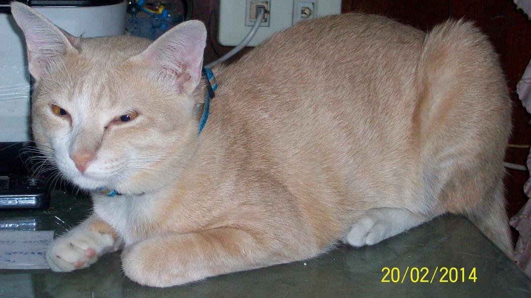 This was Charlie (C.A.T. or Charlie-Alfa-Tango) The Same time I went into Surgery... I find out from Toy, Charlie Died. Now this may sound crazy. But I was gone! Monk told Toy when she went to ask for him to Pr