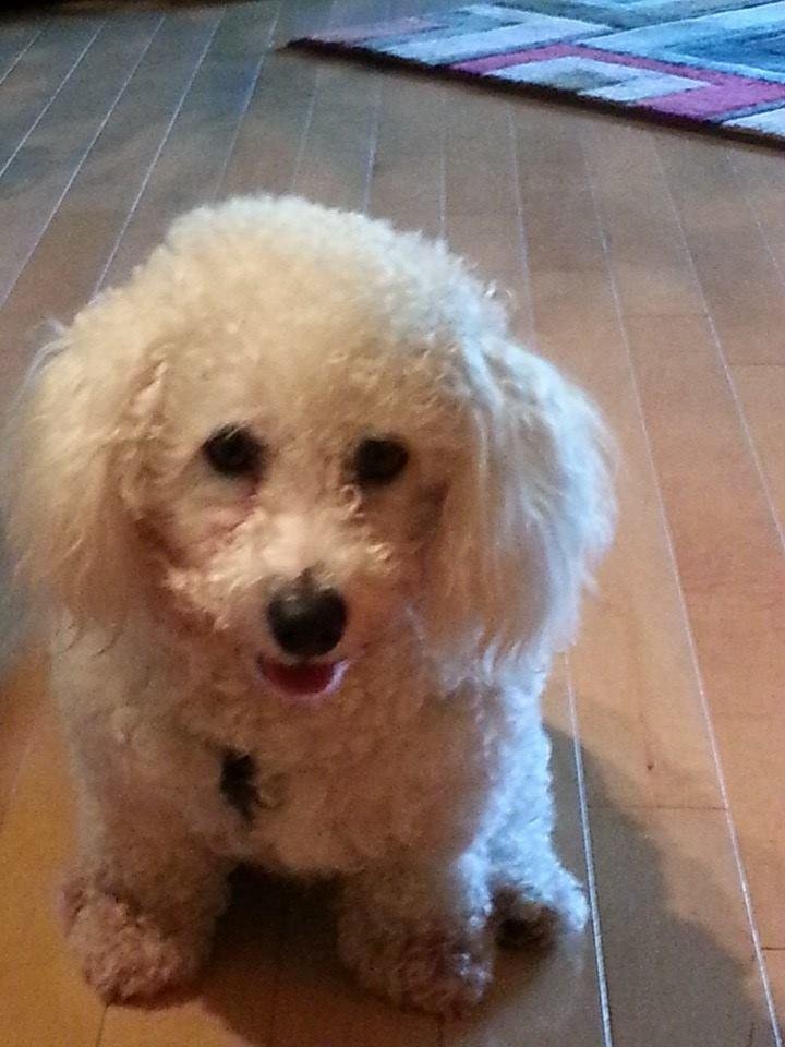 Happy 2nd birthday Bailey...on July 11th you will be with us for one year..thank you Hannah's Hope for Animals.