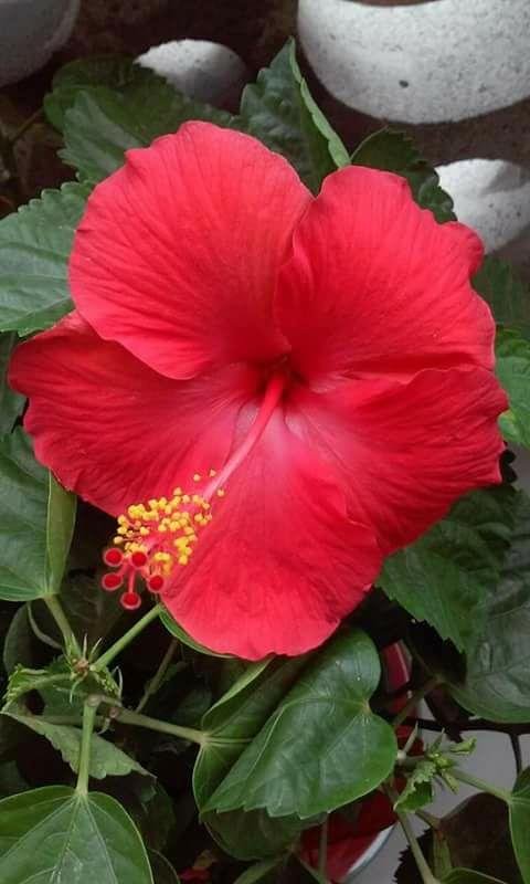 GOOD MORNING be BLESSED be HAPPY !!!