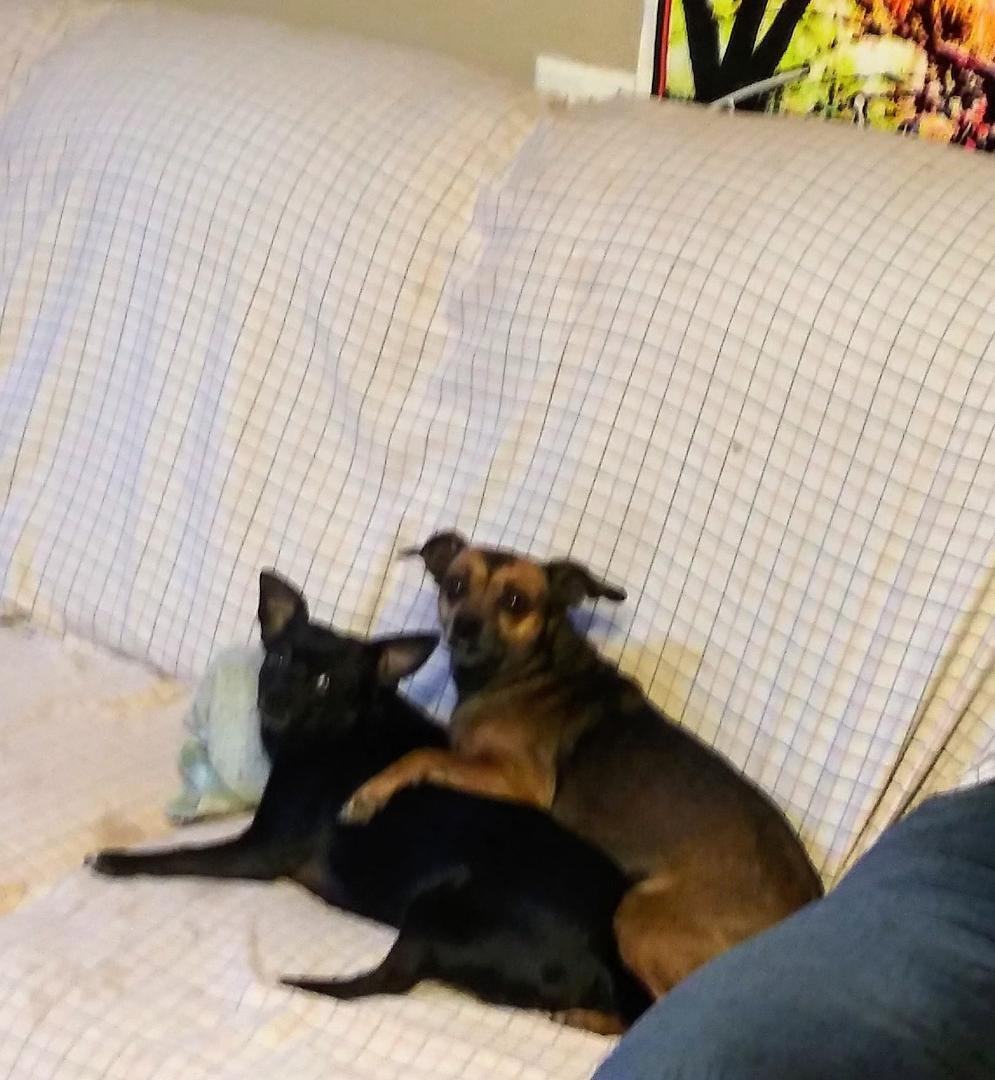 My little baby and my son dog my is the little black one I adopted her from the rescue place when she was a baby she is 2yr old will be 3 in October 17.my she is a Chihuahua mixed with a pug.my son dog acts like she is her
