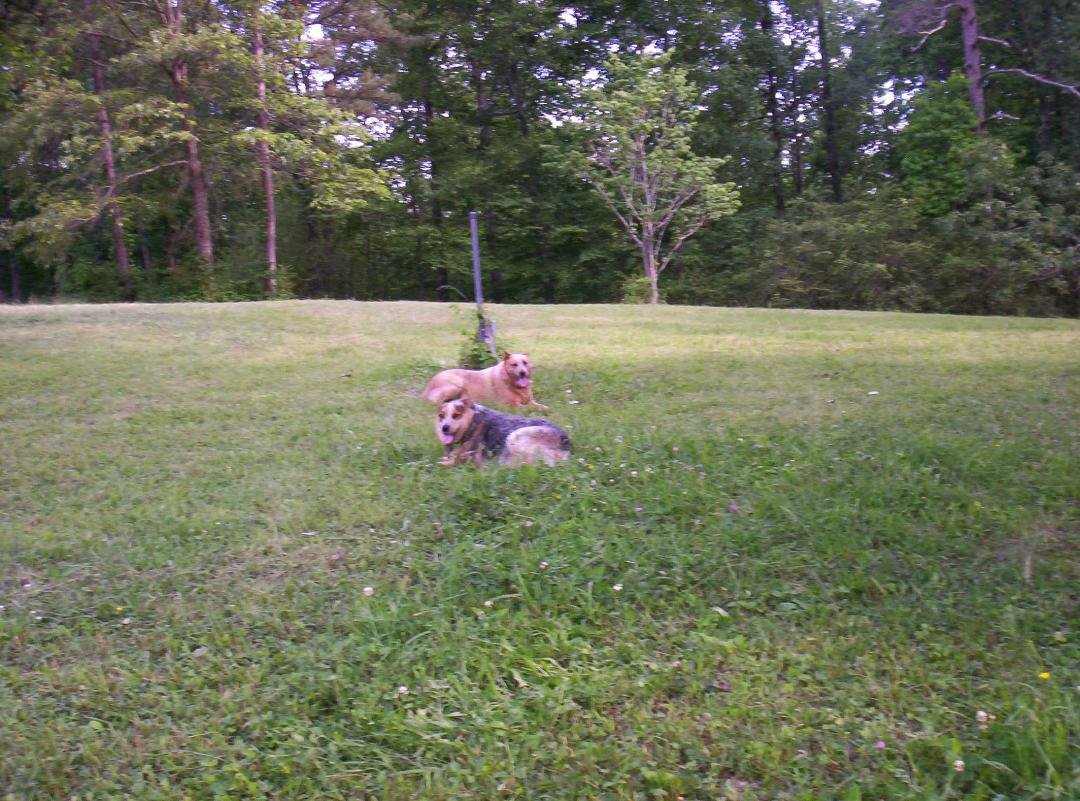 whenever they see a rabbit they run till it makes a 90 degree turn so fast they know theres no way to catch it. then its drinking water from one of the horse buckets