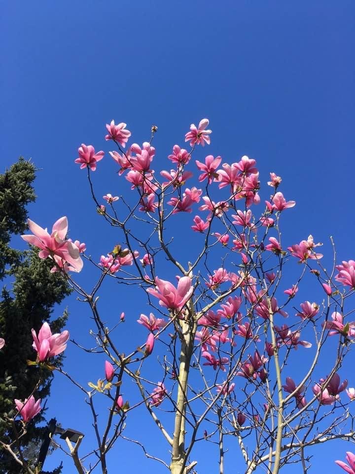 Magnolias in bloom in the neighborhood.