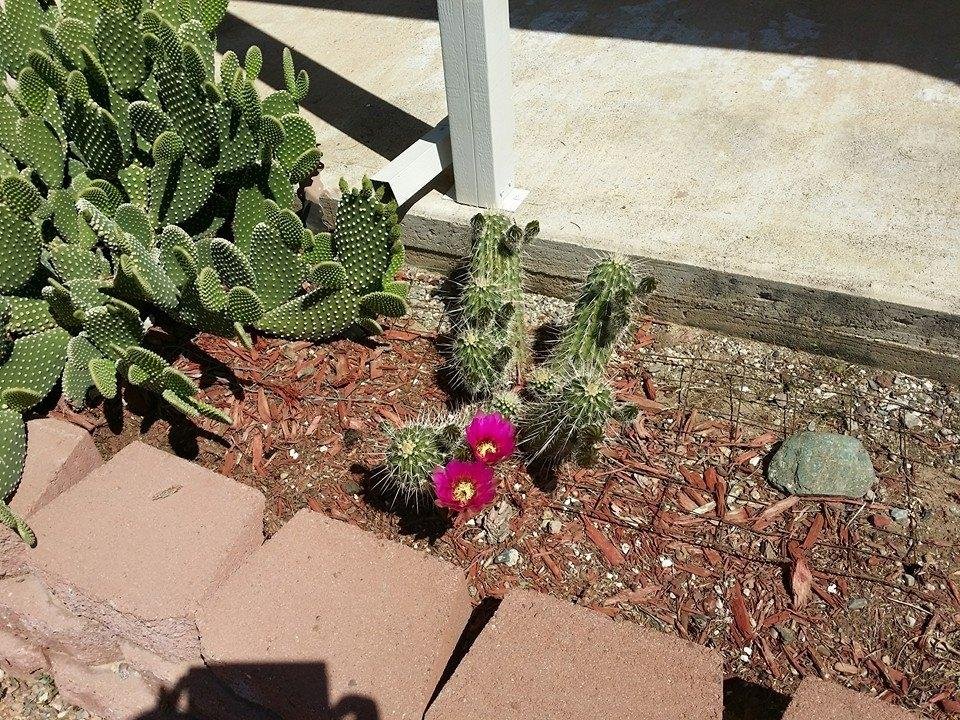 Hedgehog cactus