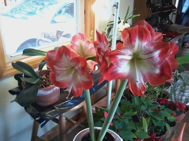 Late blooming - timing just fine. All other decorations are put away and color is welcome.