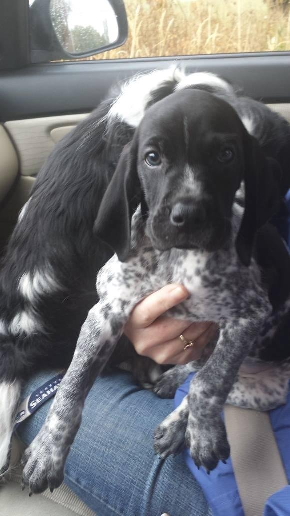 Ambers  new puppy