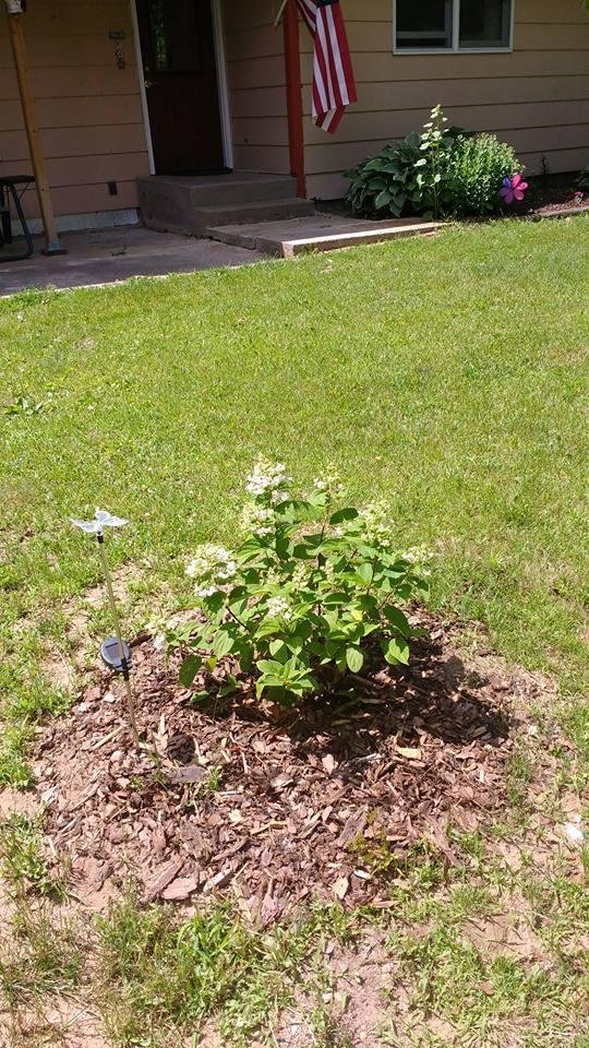 The  hydrangea are flowering