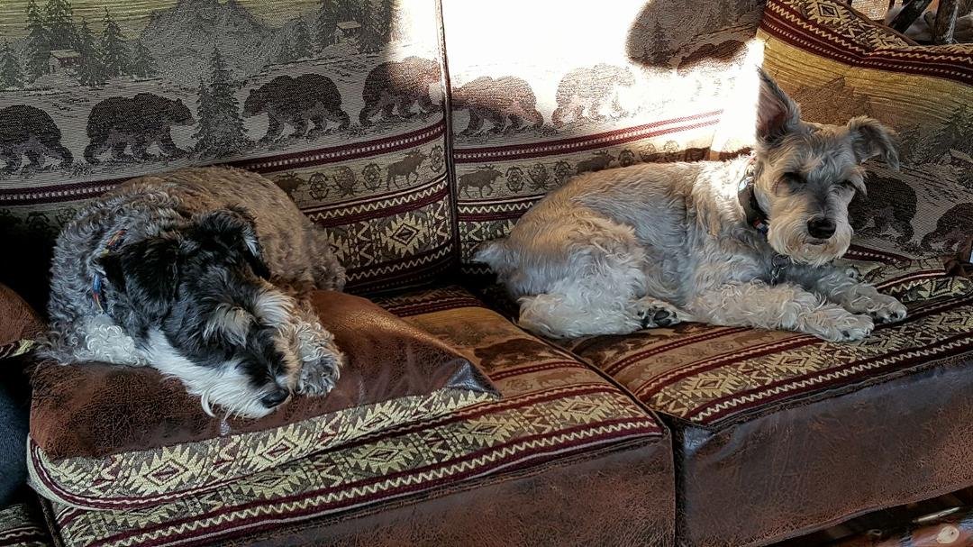Chase and Sam Relaxing in the morning room