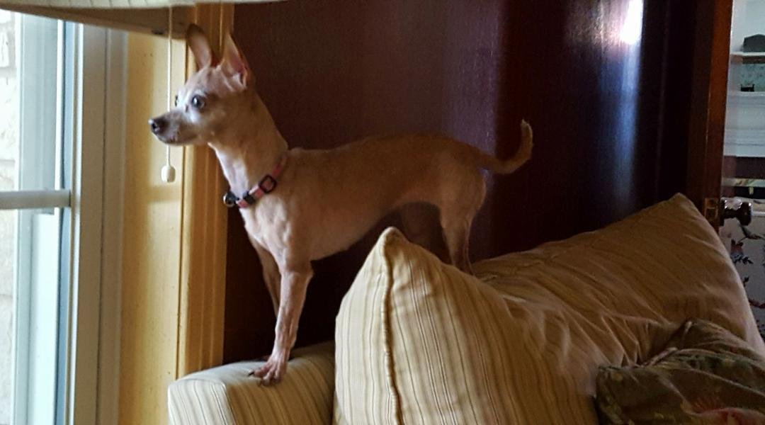 My new roommate is Frieda.  She keeps watch for trouble and so far I have been safe.  She is quite brave (all 5 pounds of her) behind the window.
