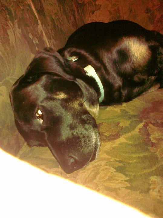 Bruno had a rough day