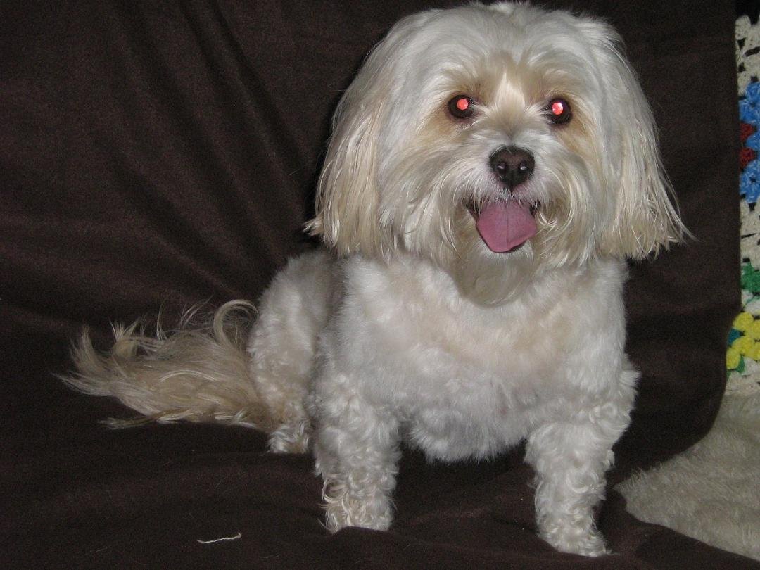 Maggie crossed the Rainbow Bridge yesterday.  She leaves a big hole in our hearts.