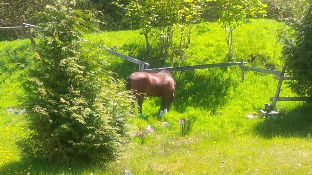 Burney enjoying spring at the field.