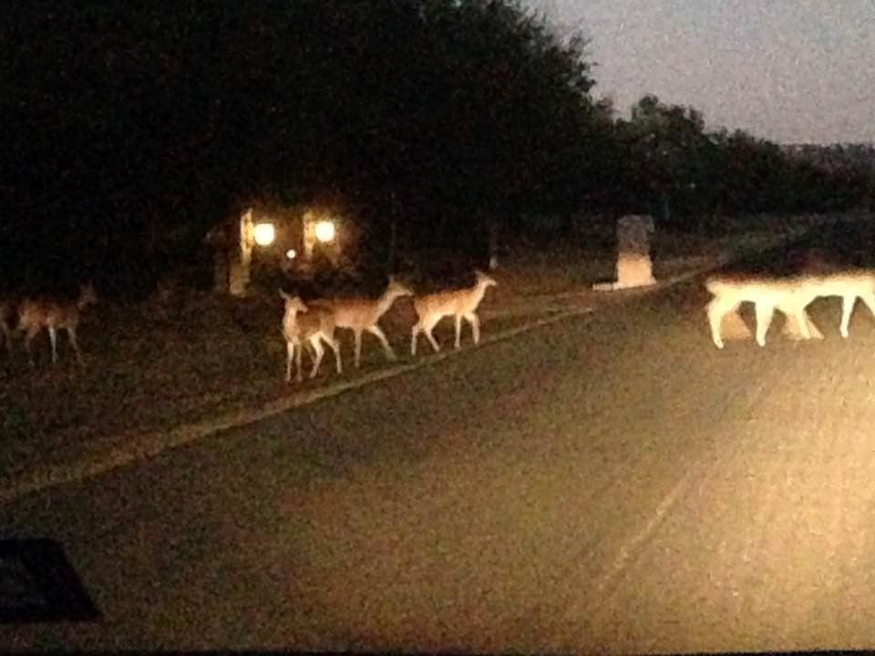 On way home tonight. Amazing. I will never get tired of seeing these deer. Photo by Lisa.