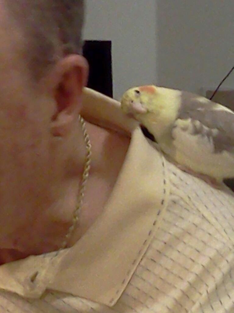 True love! My birdie, Pearl snuggling up on John. Aww.