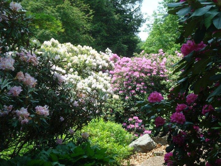James Lawton's album, Rhododendron Path