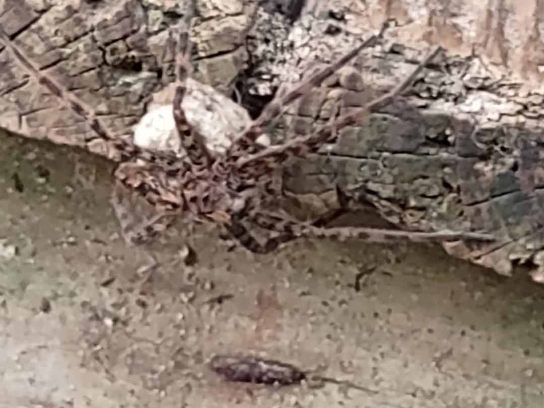 Look at this big ass spider and egg sack that just crawled upon my pillow and almost made me have a Coronary!! I got JamesAlan McDaniel to help me get her in the dustpan and placed them safely outside!! But sweet Baby Jesus