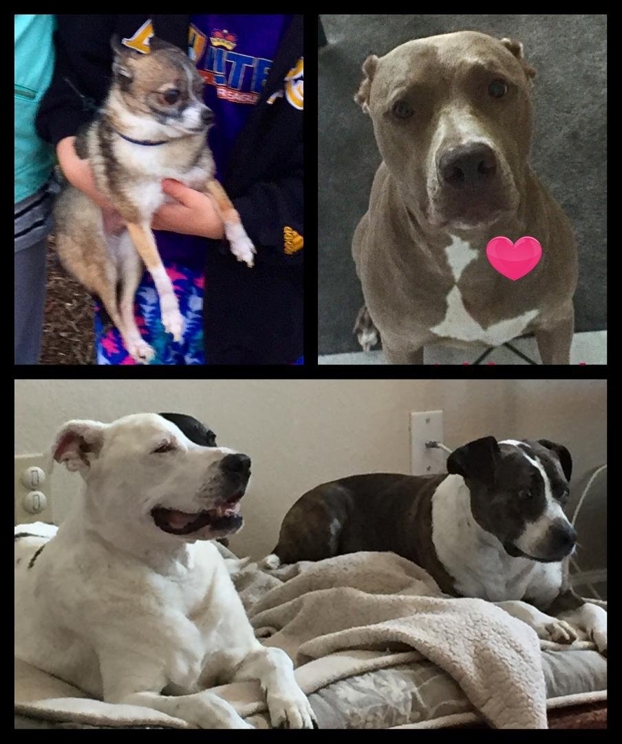 Happy National Dog Day from all the Hayden family doggies!