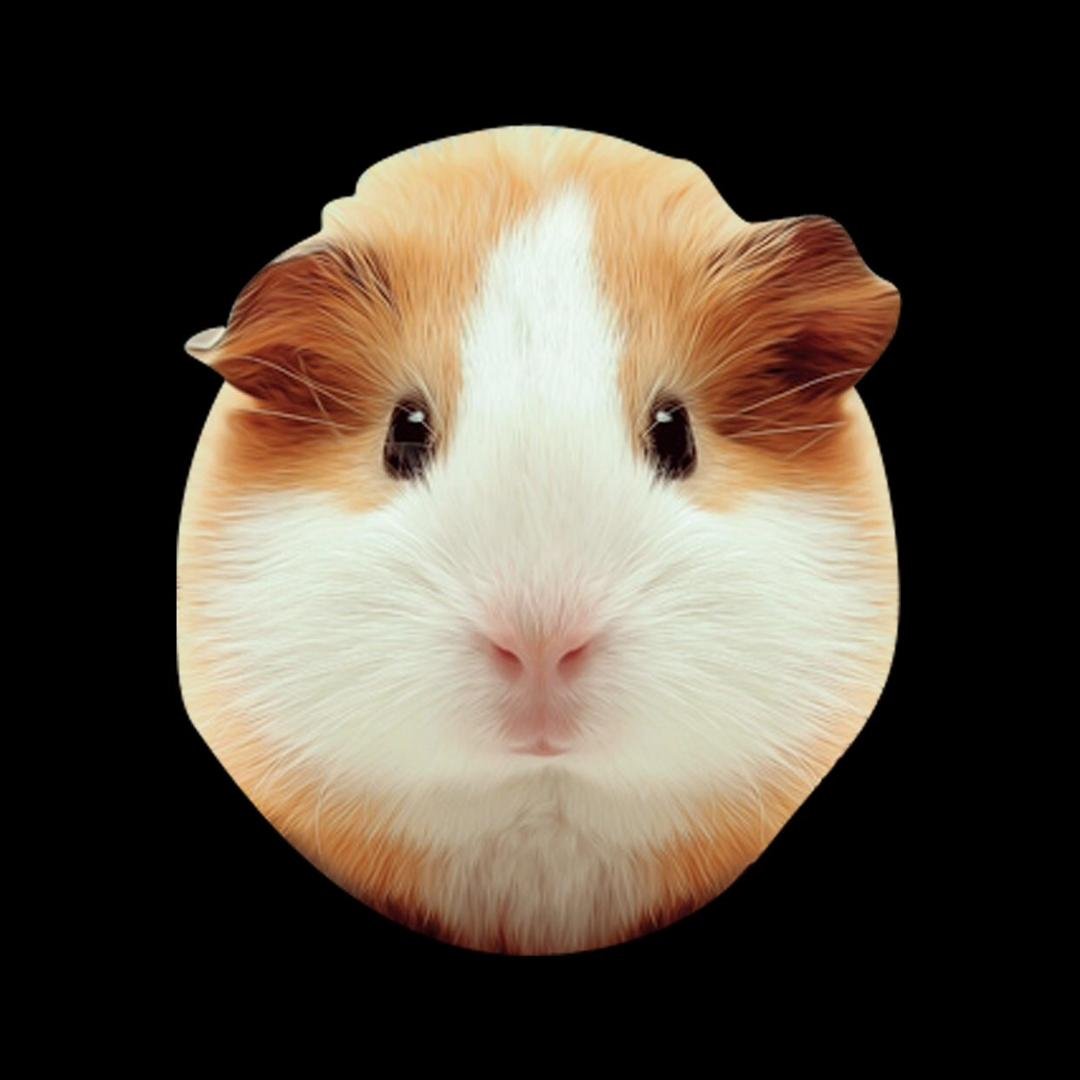 I just turned into a gunieapig