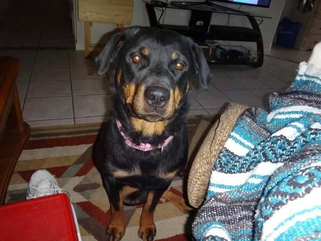 Please say a prayer for my best friend Sandy we were just informed she has Cancer and we will find out more tomorrow when we take her back to the vet's for x-rays and more test. She has been my friend and mostly my company