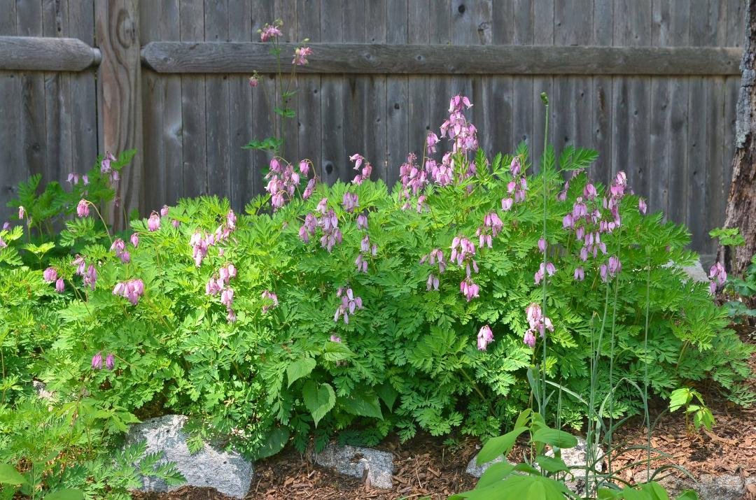 Pink fringed bleeding heart at the top of the rock garden.