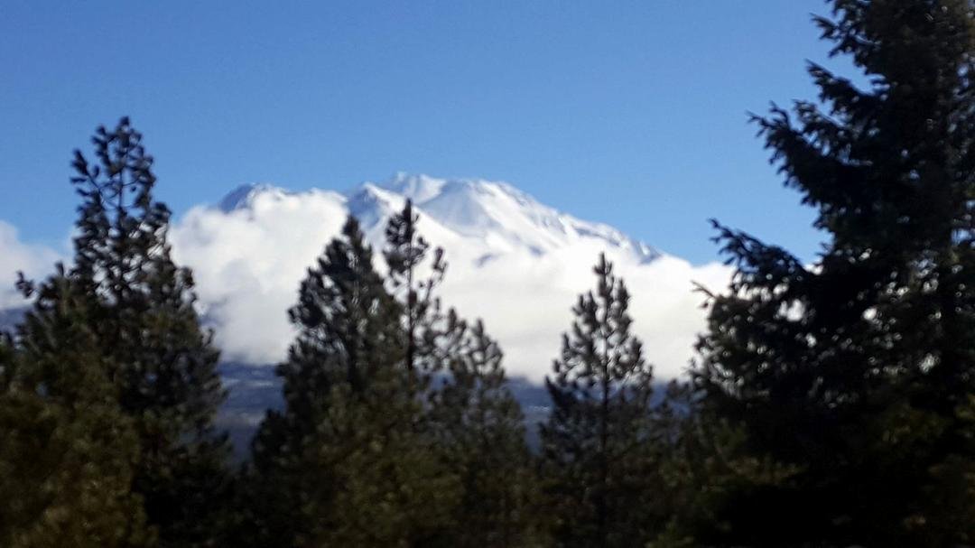 Mt Shasta through the trees with a fresh thick coat of white stuff.