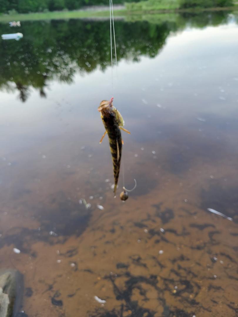 Catching few nice perch