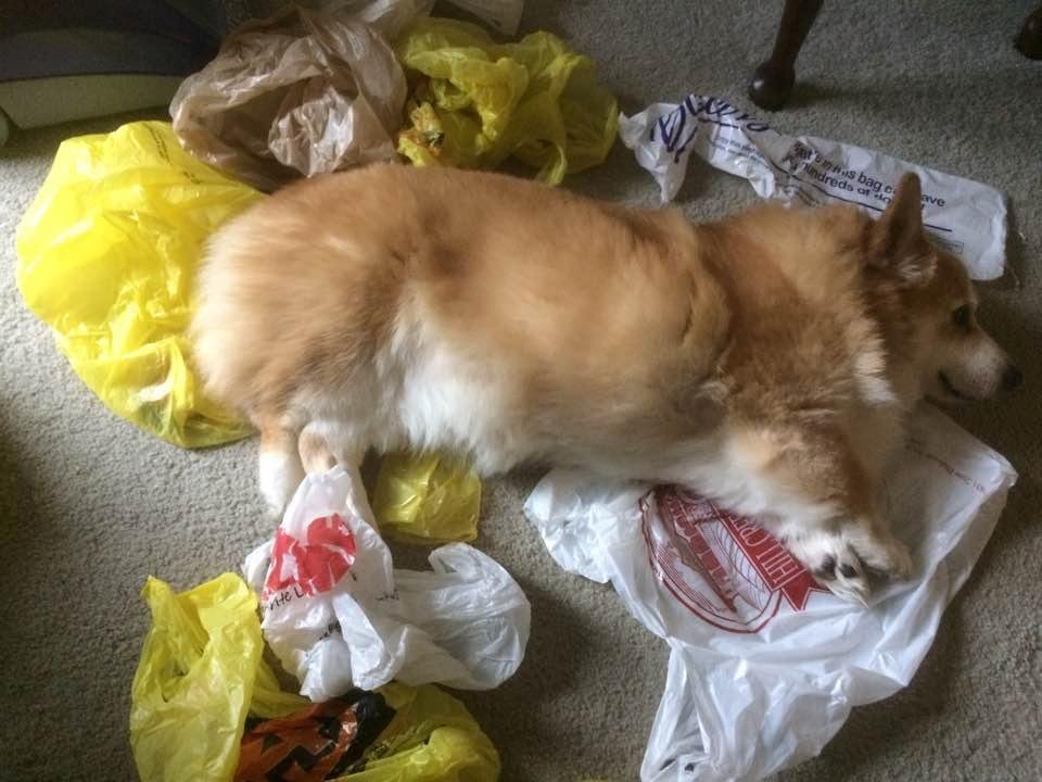 Even Penny knows how to recycle ♻️