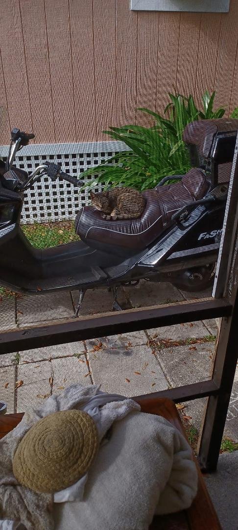 Here is a picture of the 250 scooter I have for sale and also female feral cat who lives in my trailer park I have been feeding her for about three months she has adopted me