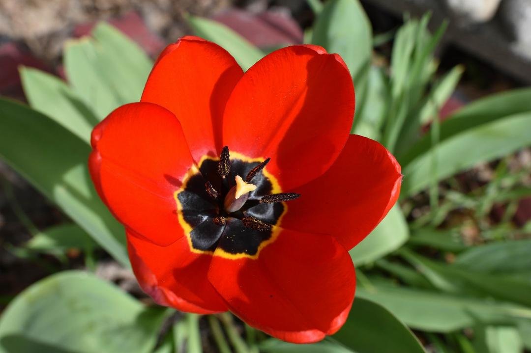 I guess it's spring, hummers are here, cherry tree is in bloom, and this....