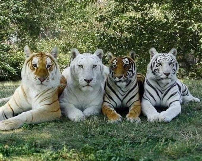 What majestic creatures.