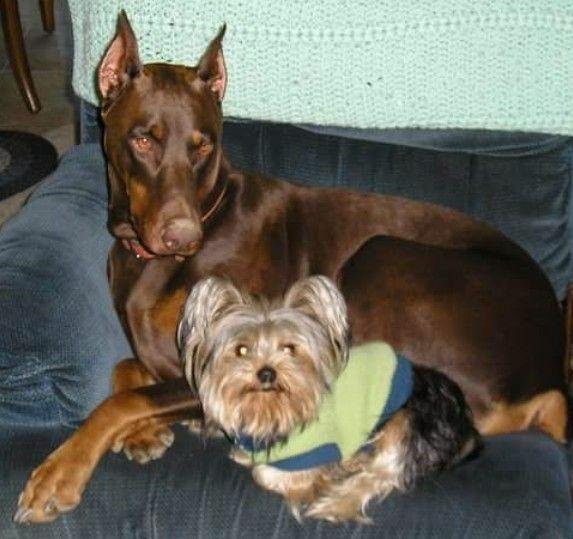 My babies, Zeus and Mosel Tov....Hope they are playing with each other in Heaven. Love you and miss you both so much..... Mommy