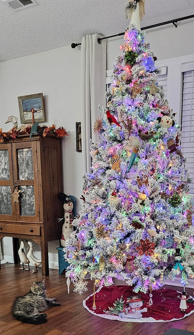 Meowy Christmas to all from Heidi and the Suits household.
