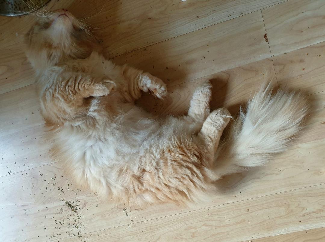 Someone got into the catnip...🙃