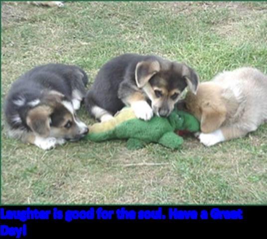 Dogs attack a vicious gator. Gator doesn't have a chance here. Forgive me PETA.