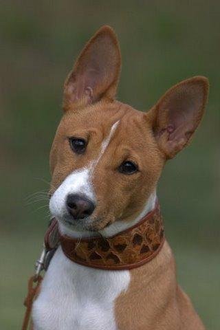 #drop_your_beautiful_dog_head_challenge