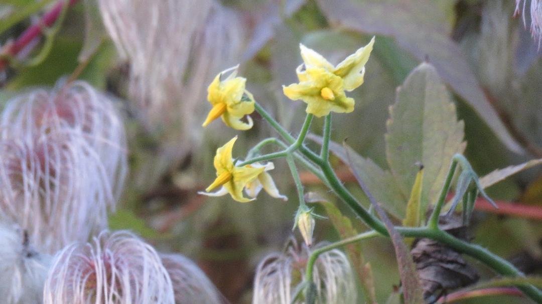 Last tomato blooms?