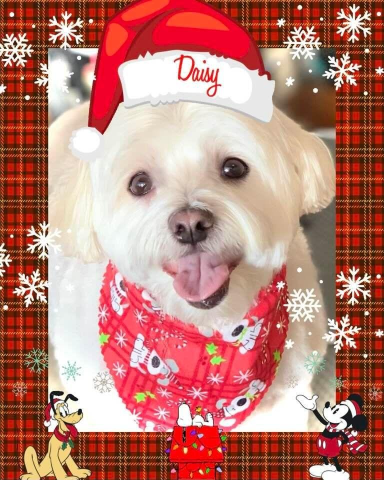 My baby is ready for Christmas!❤️❤️❤️❤️
