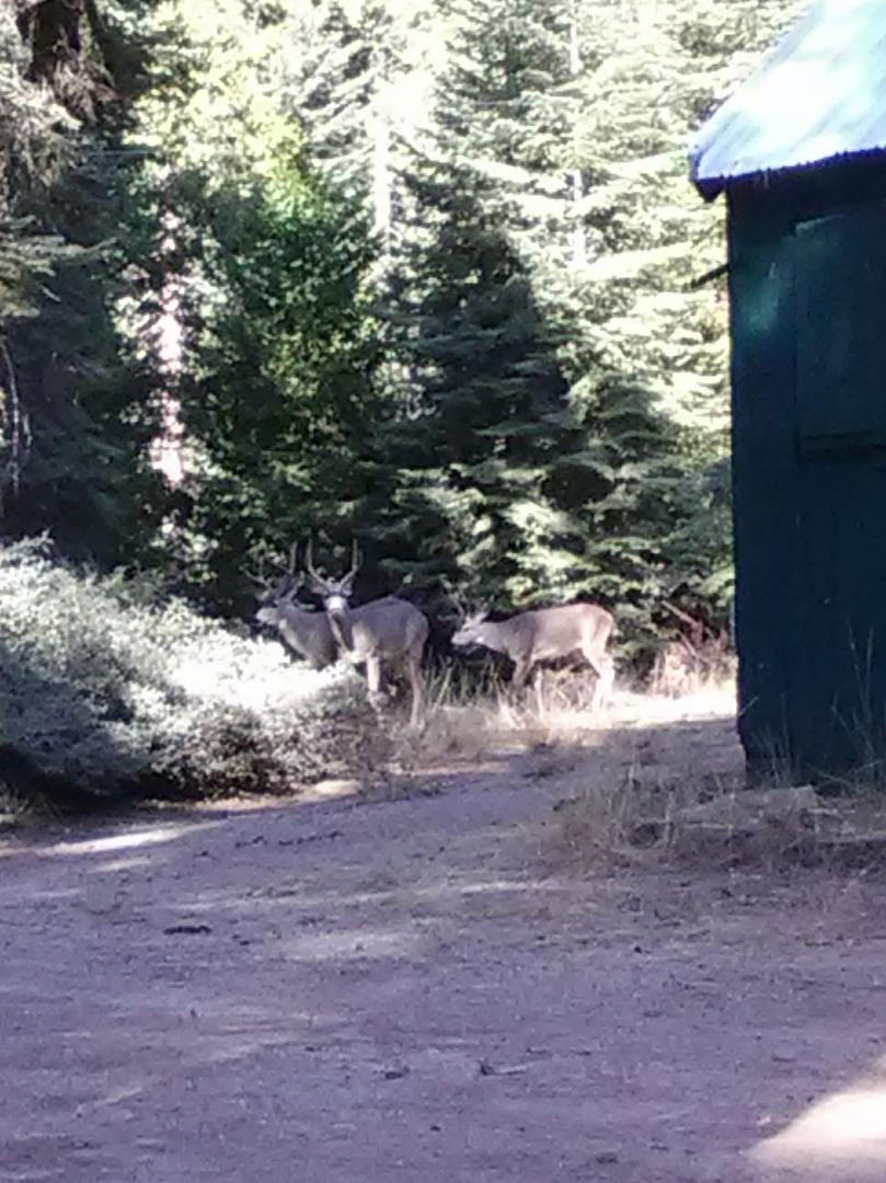 Part of the revered Wilsonia deer herd....