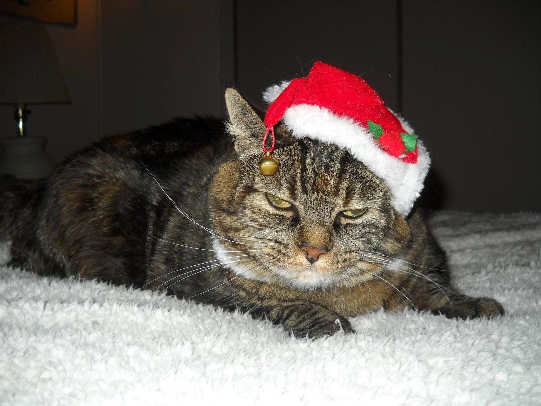 MERRY CHRISTMAS TO ALL MY FAMILY & FRIENDS
FROM JOSIE & ME