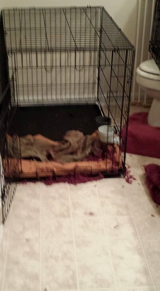 She can't see floor really well bur there is pink fuzz from the rug Chee-ka tore up all over the floor. She shredded the rug.