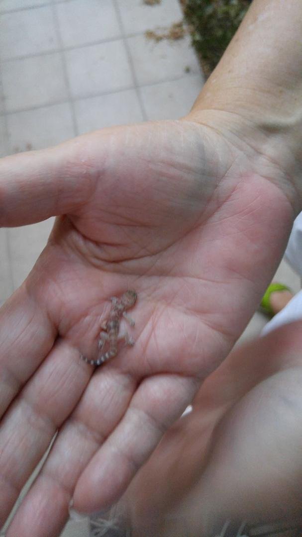 Look what I found living inside,  he now has a new home outside. A baby gecko, ain't nature grand? His body was cool to the touch and his pink skin was transparent. Made my day!