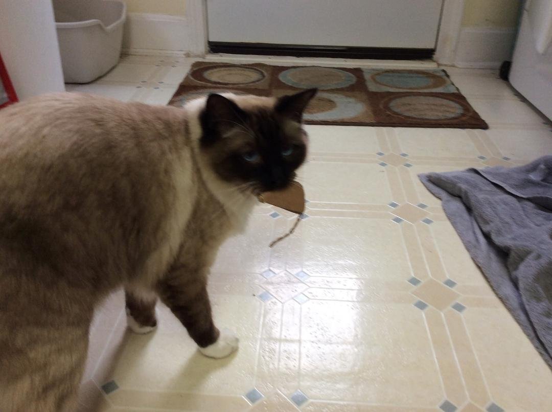Nothin like a catnip mouse for your birthday. 1 year old today.