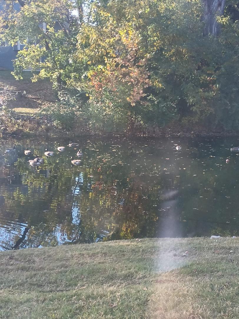 The scene outside my doctor's office this morning. Very light wind that barely disturbed the water, the ducks silent and motionless on the placid surface. Napping?