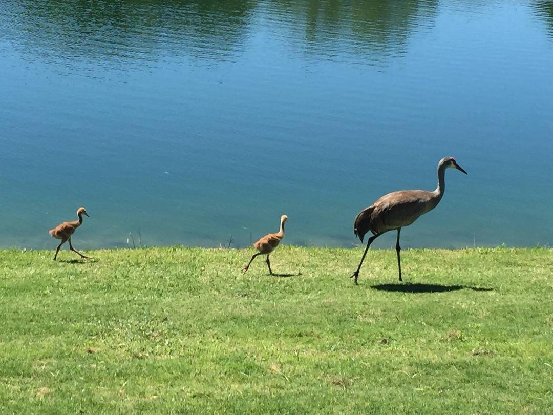 Golfing in Florida!!