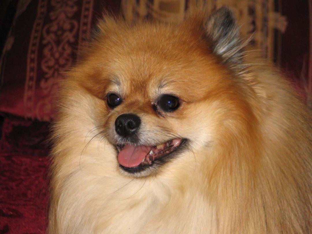 Our First Pom, Charlemagne 2001-2008