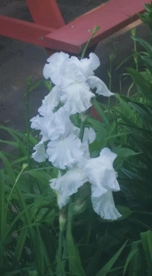 Lone fancy lily among tiger lilies yet to bloom.