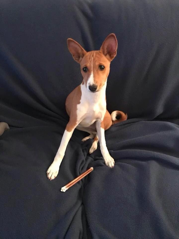 Meet My new grand-puppy, Flora. I hear that she is quite the sweetie pie, although we have yet met!