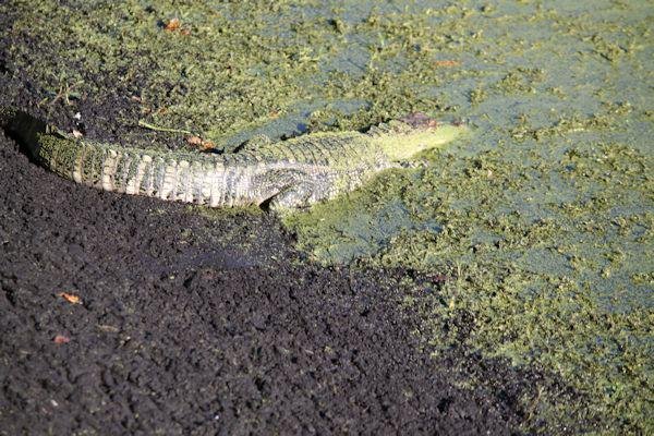 Lake Roberta alligator. My home faces Lake Roberta