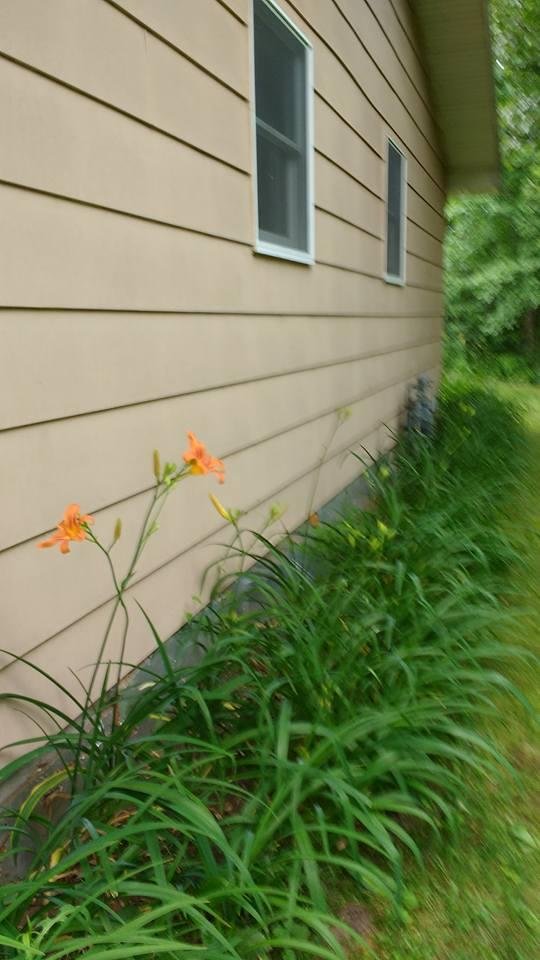 The tiger lilies are starting to bloom and we have a lot of them