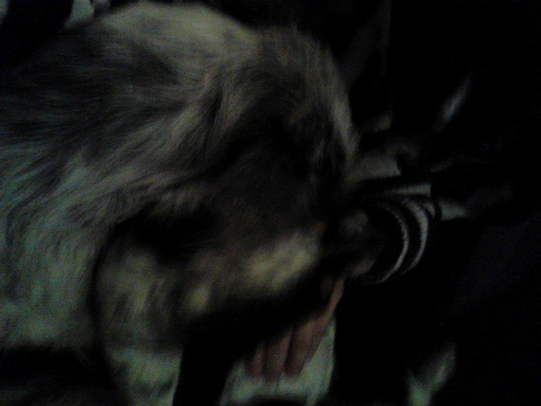 I'm in there sum where....yes my girls missed me...sadie,sandy,cutie....